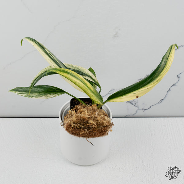 Epipremnum Amplissimum Albo Variegated No. 1 (wk35-I)