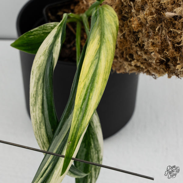 Epipremnum Amplissimum Albo Variegated No. 1 (wk35-I)