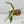 Epipremnum Amplissimum Albo Variegated No. 1 (wk35-I)
