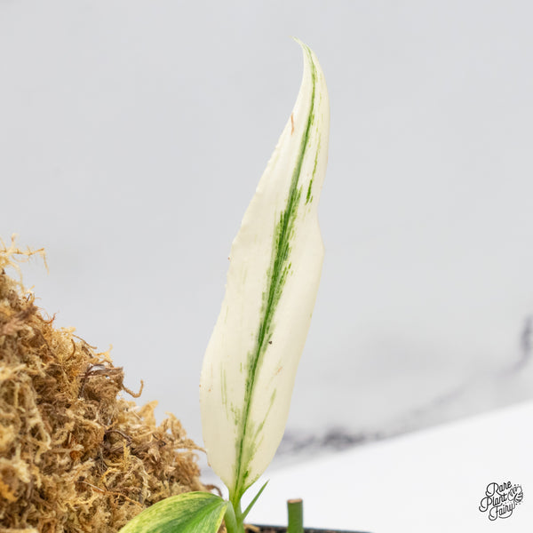 Epipremnum Amplissimum Albo Variegated (wk49-A)