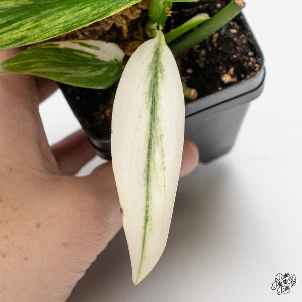 Epipremnum Amplissimum Albo Variegated (wk49-A)