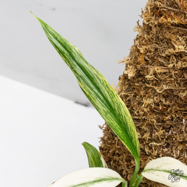 Epipremnum Amplissimum Albo Variegated (wk49-A)