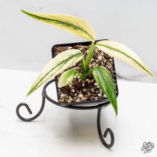 Epipremnum Amplissimum Albo Variegated (wk51-T)