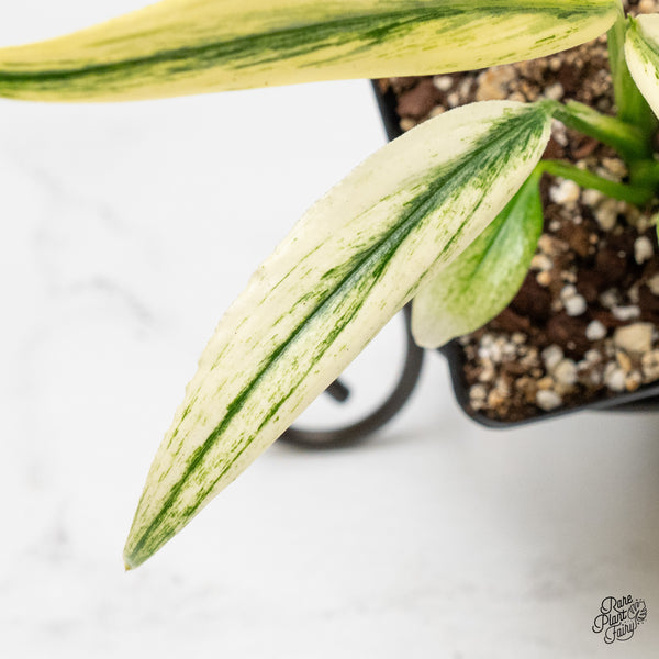 Epipremnum Amplissimum Albo Variegated (wk51-T)