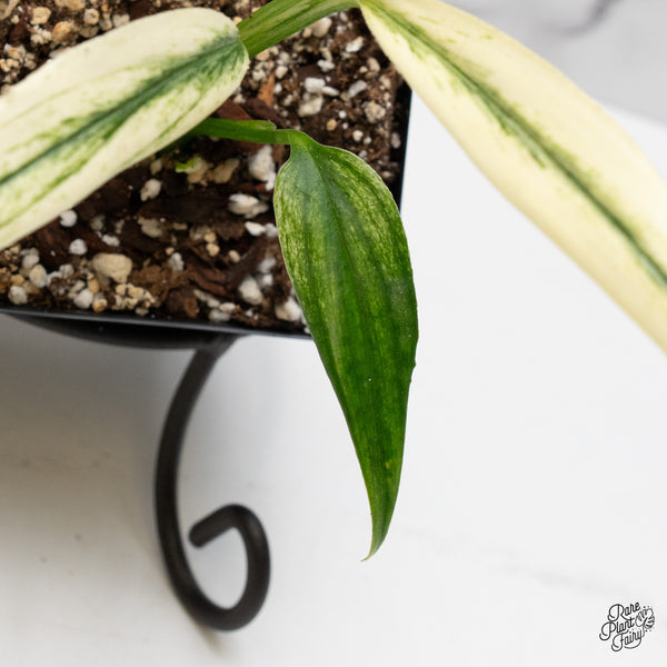 Epipremnum Amplissimum Albo Variegated (wk51-T)