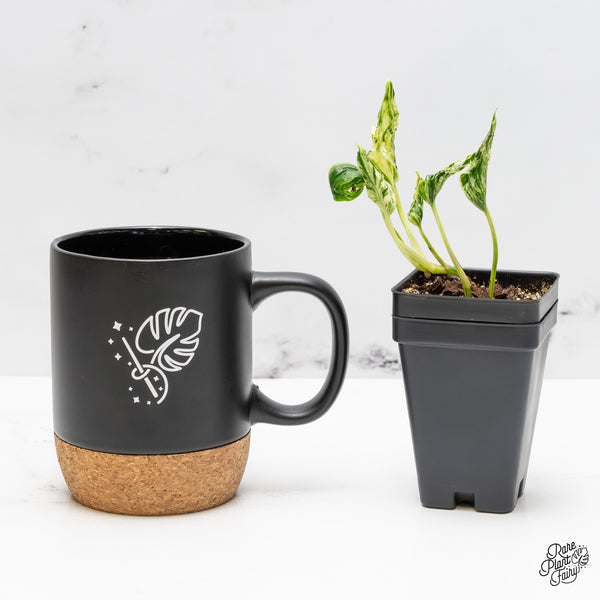 Epipremnum Teruno 'Love Song' (wk51-O)