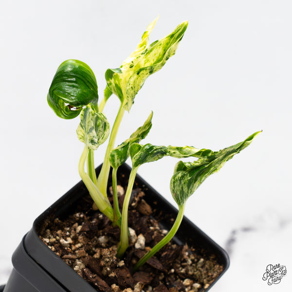 Epipremnum Teruno 'Love Song' (wk51-O)