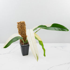 Epipremnum Giganteum Albo Variegated 'White Pearl' (wk36-L227)