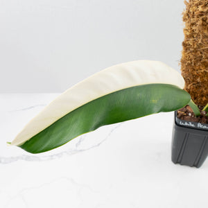 Epipremnum Giganteum Albo Variegated 'White Pearl' (wk36-L227)
