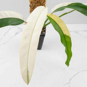 Epipremnum Giganteum Albo Variegated 'White Pearl' (wk36-L227)