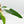 Epipremnum Giganteum Albo Variegated 'White Pearl' (wk36-L227)