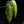 Epipremnum Giganteum Marble Variegated *Grower's Choice*