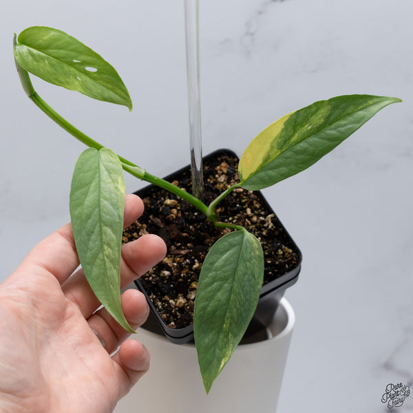 Epipremnum Pinnatum 'Cebu Blue' Variegated *Type 1* (wk33-F)