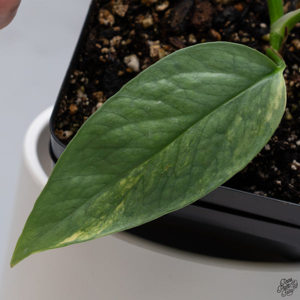 Epipremnum Pinnatum 'Cebu Blue' Variegated *Type 1* (wk33-F)