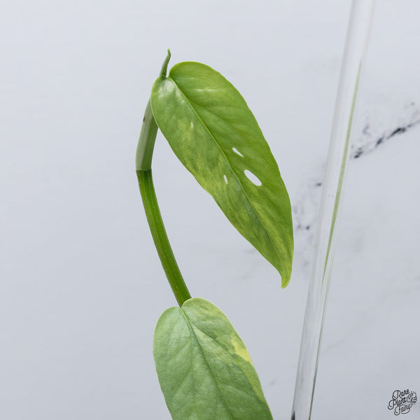 Epipremnum Pinnatum 'Cebu Blue' Variegated *Type 1* (wk33-F)