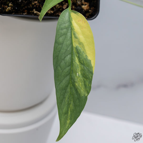 Epipremnum Pinnatum 'Cebu Blue' Variegated *Type 1* (wk33-F)