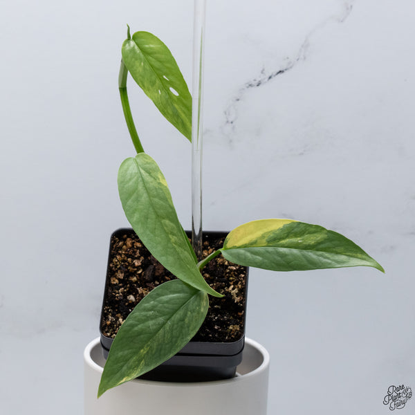 Epipremnum Pinnatum 'Cebu Blue' Variegated *Type 1* (wk33-F)