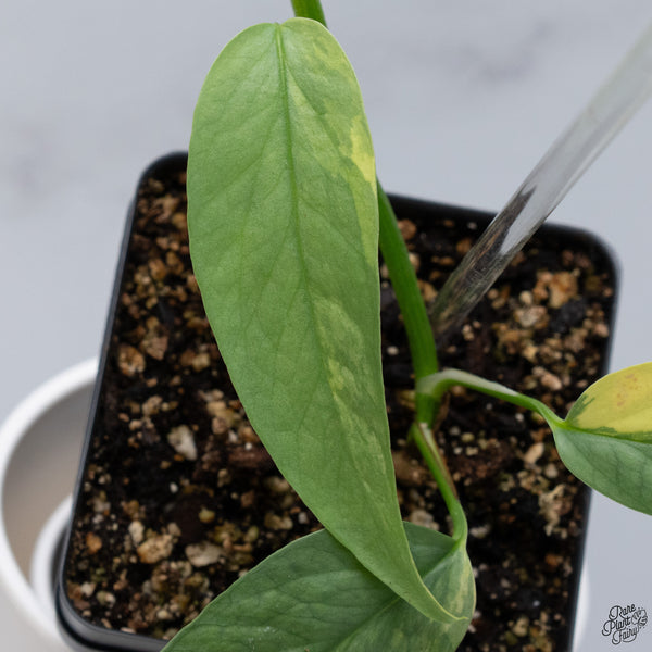 Epipremnum Pinnatum 'Cebu Blue' Variegated *Type 1* (wk33-F)