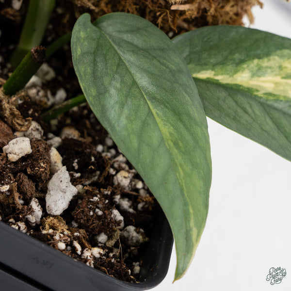 Epipremnum Pinnatum 'Cebu Blue' Variegated *Type 1* (wk34-B)