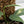 Epipremnum Pinnatum 'Cebu Blue' Variegated *Type 1* (wk34-B)