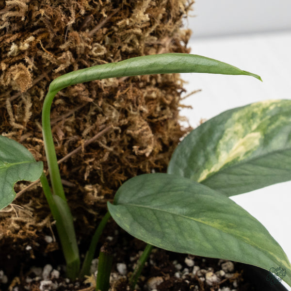 Epipremnum Pinnatum 'Cebu Blue' Variegated *Type 1* (wk34-B)