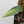 Epipremnum Pinnatum 'Cebu Blue' Variegated *Type 1* (wk34-B)