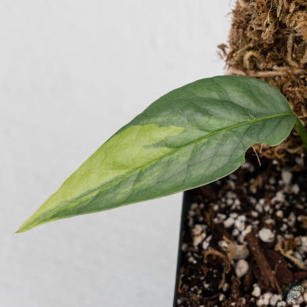 Epipremnum Pinnatum 'Cebu Blue' Variegated *Type 1* (wk34-B)