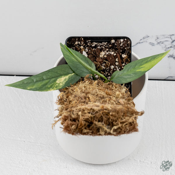 Epipremnum Pinnatum 'Cebu Blue' Variegated *Type 1* (wk34-B)