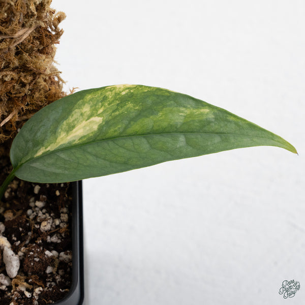 Epipremnum Pinnatum 'Cebu Blue' Variegated *Type 1* (wk34-B)