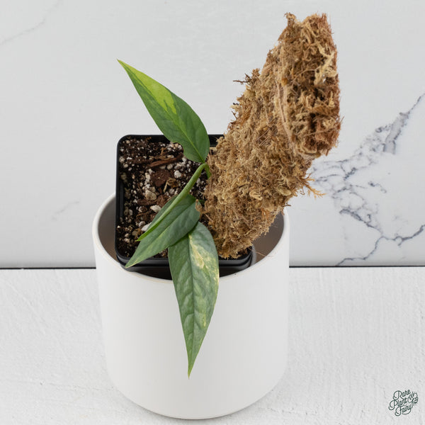 Epipremnum Pinnatum 'Cebu Blue' Variegated *Type 1* (wk34-B)