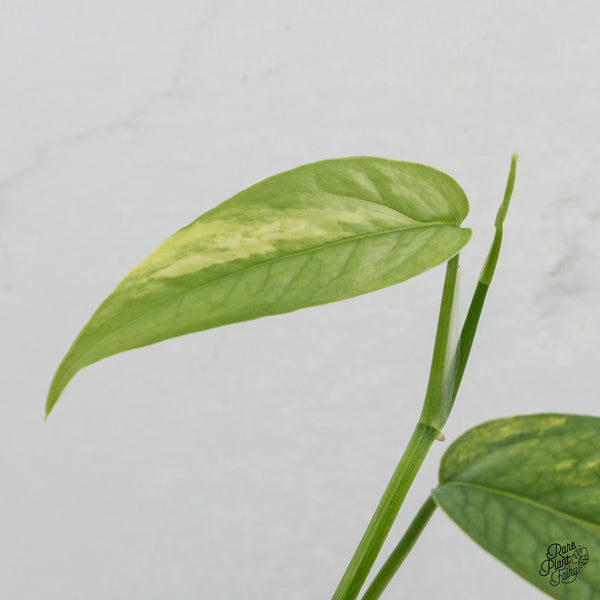 Epipremnum Pinnatum 'Cebu Blue' Variegated *Type 1* (wk35-J)