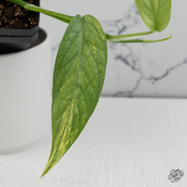 Epipremnum Pinnatum 'Cebu Blue' Variegated *Type 1* (wk35-J)