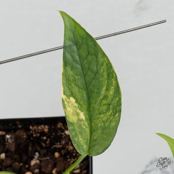 Epipremnum Pinnatum 'Cebu Blue' Variegated *Type 1* (wk35-J)
