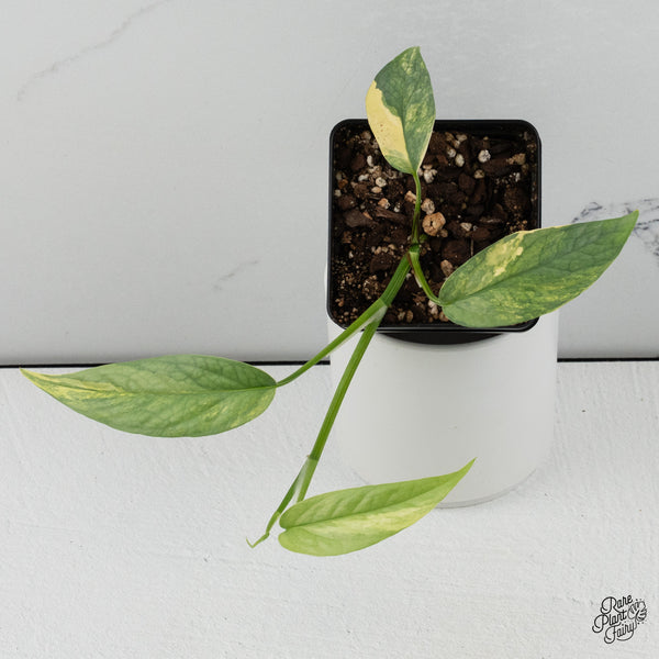 Epipremnum Pinnatum 'Cebu Blue' Variegated *Type 1* (wk35-J)