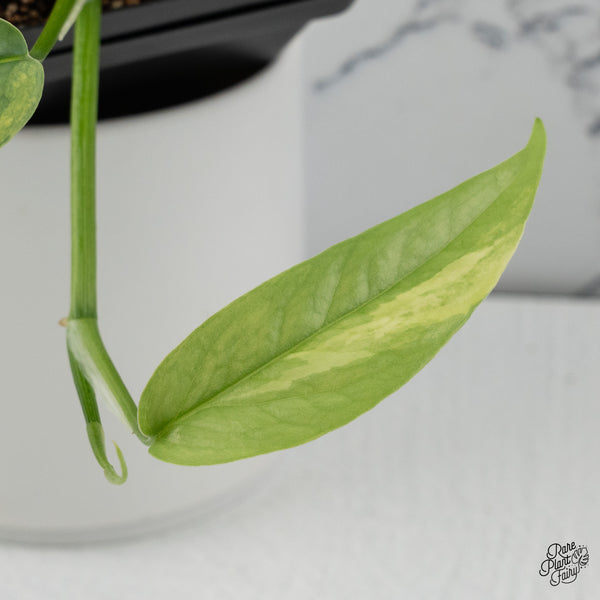 Epipremnum Pinnatum 'Cebu Blue' Variegated *Type 1* (wk35-J)
