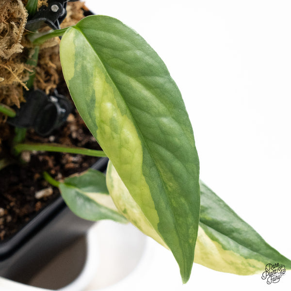 Epipremnum Pinnatum 'Cebu Blue' Variegated *Type 1* (wk36-K)