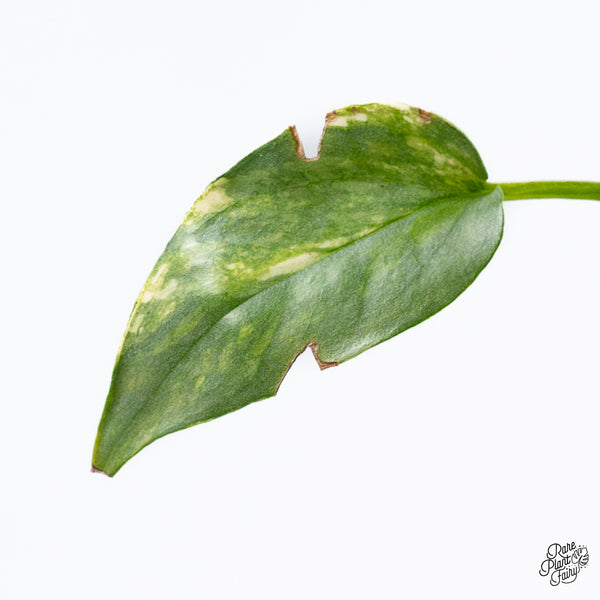 Epipremnum Pinnatum 'Cebu Blue' Variegated *Type 1* (wk36-K)