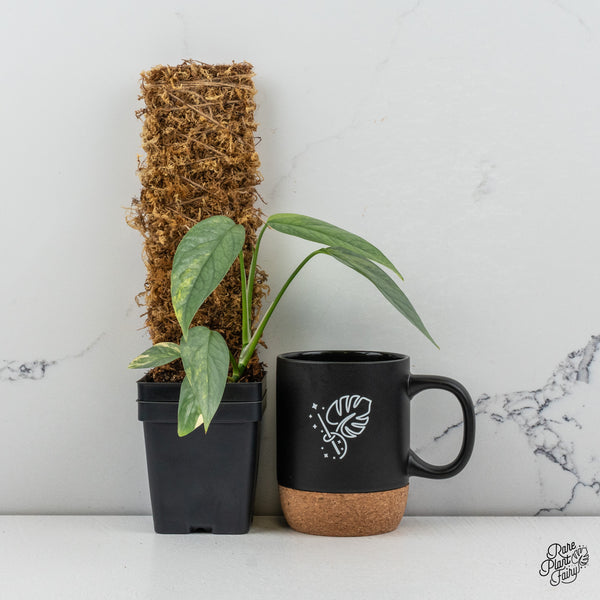 Epipremnum Pinnatum 'Cebu Blue' Variegated (wk49-K)