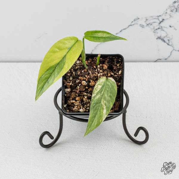 Epipremnum Pinnatum 'Cebu Blue' Variegated (wk50-N)