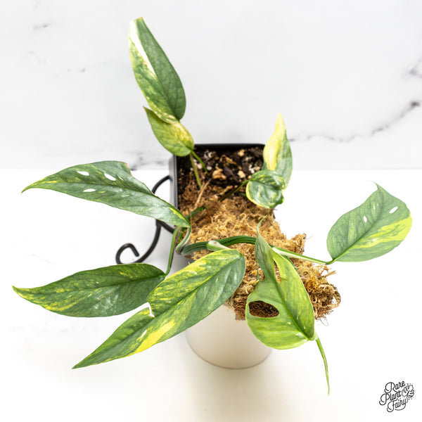 Epipremnum Pinnatum 'Cebu Blue' Variegated (wk51-S)