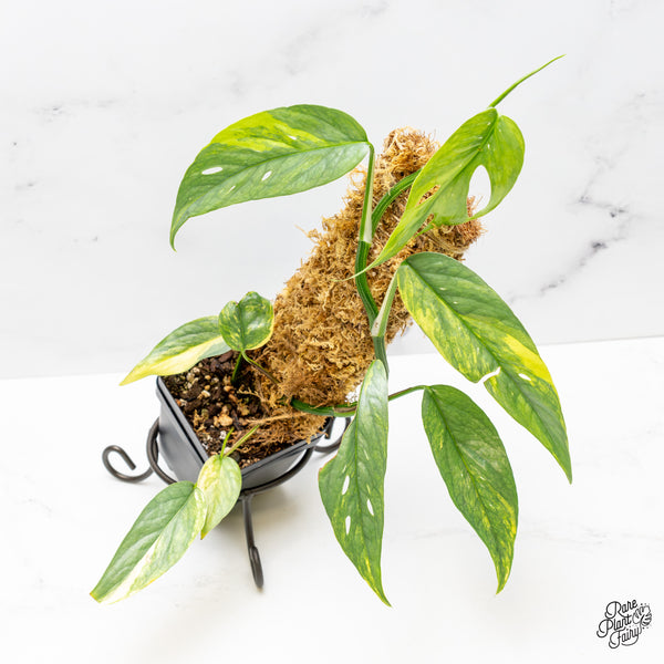 Epipremnum Pinnatum 'Cebu Blue' Variegated (wk51-S)