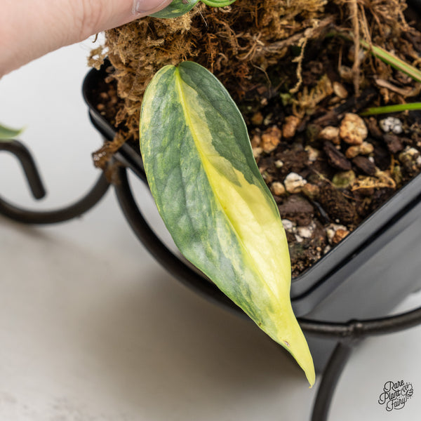 Epipremnum Pinnatum 'Cebu Blue' Variegated (wk51-S)