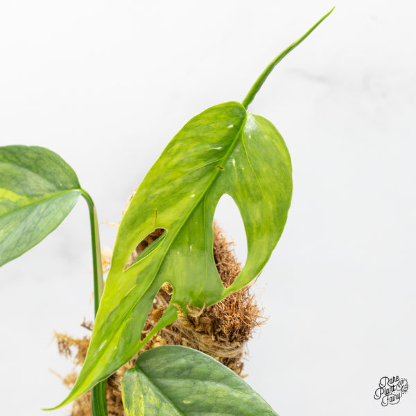 Epipremnum Pinnatum 'Cebu Blue' Variegated (wk51-S)