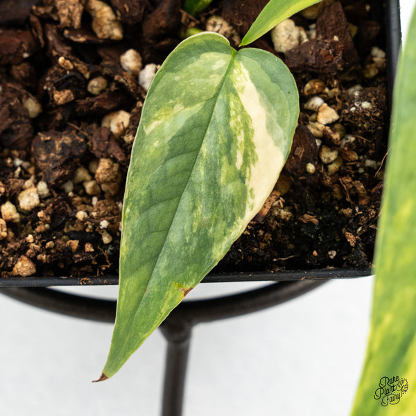 Epipremnum Pinnatum 'Cebu Blue' Variegated (wk52-J)