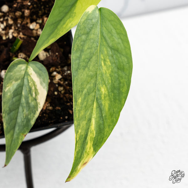 Epipremnum Pinnatum 'Cebu Blue' Variegated (wk52-J)