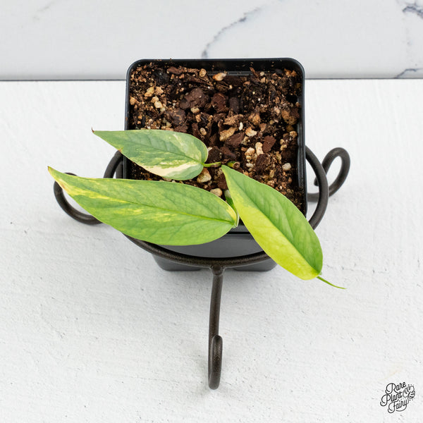 Epipremnum Pinnatum 'Cebu Blue' Variegated (wk52-J)