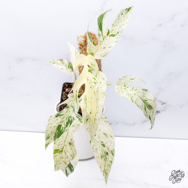 Epipremnum sp. Philippines Variegated (wk36-L)
