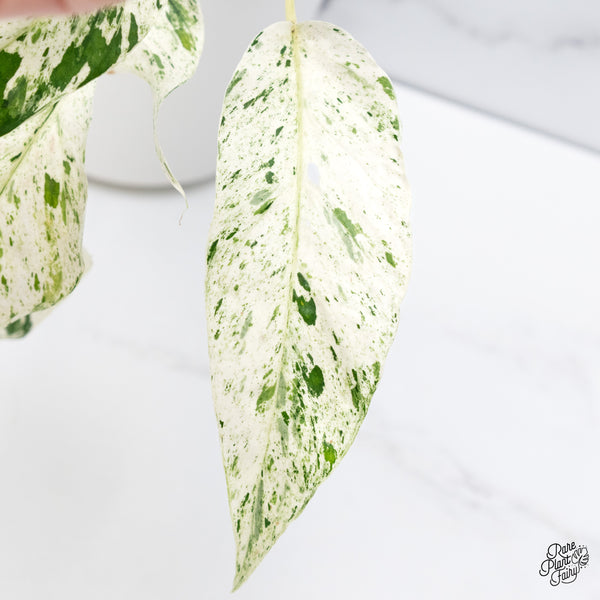 Epipremnum sp. Philippines Variegated (wk36-L)