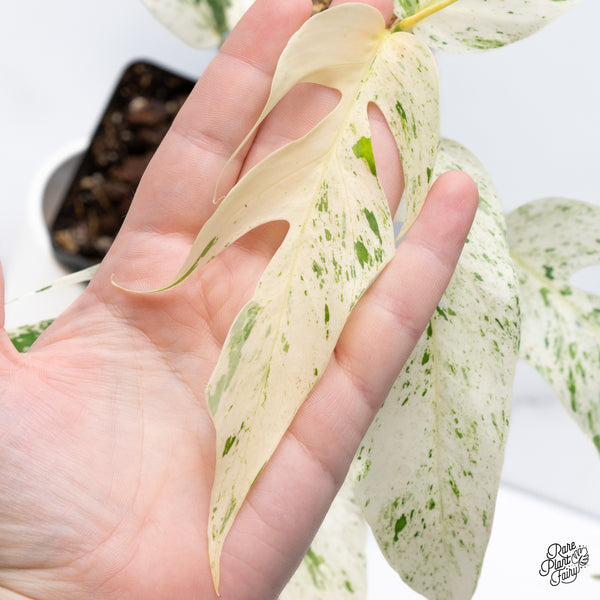 Epipremnum sp. Philippines Variegated (wk36-L)