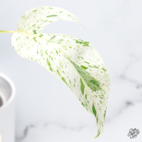 Epipremnum sp. Philippines Variegated (wk36-L)